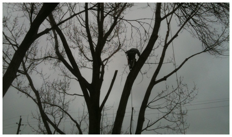 Denver Tree Service